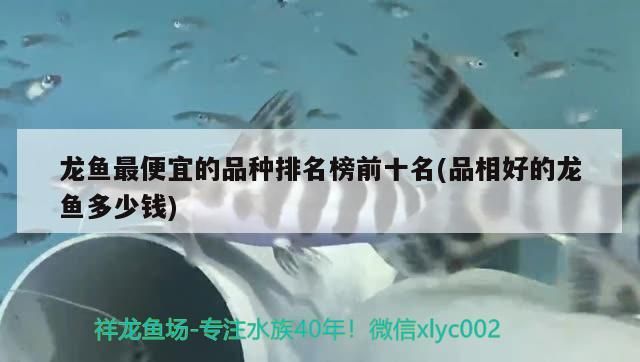 龍魚最便宜的品種排名榜前十名(品相好的龍魚多少錢)