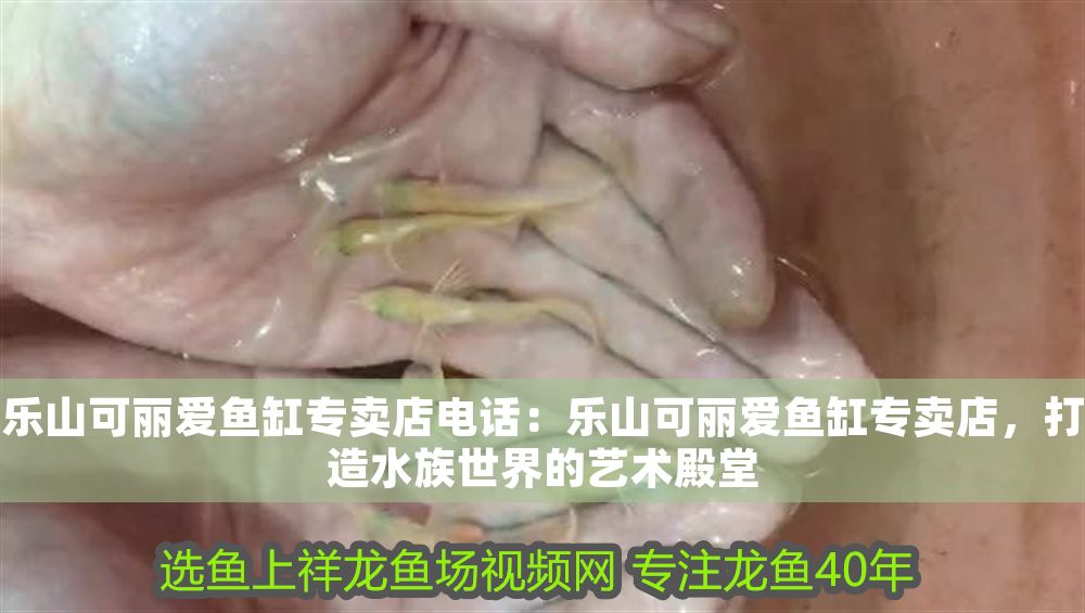 樂山可麗愛魚缸專賣店電話：樂山可麗愛魚缸專賣店，打造水族世界的藝術殿堂