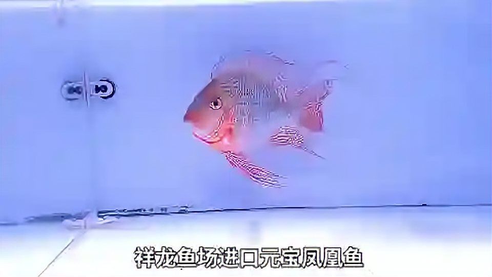 稀有珍寶！祥龍魚場(chǎng)元寶鳳凰魚，讓你見識(shí)大自然的神奇?。簜髡f中的祥龍魚場(chǎng)元寶鳳凰魚居然被發(fā)現(xiàn)了，快來看看