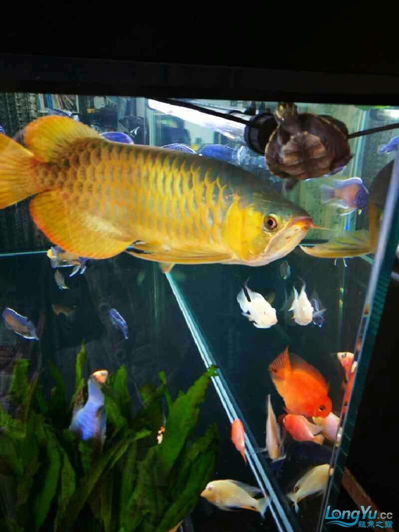 出售自養李亞四一號紅龍