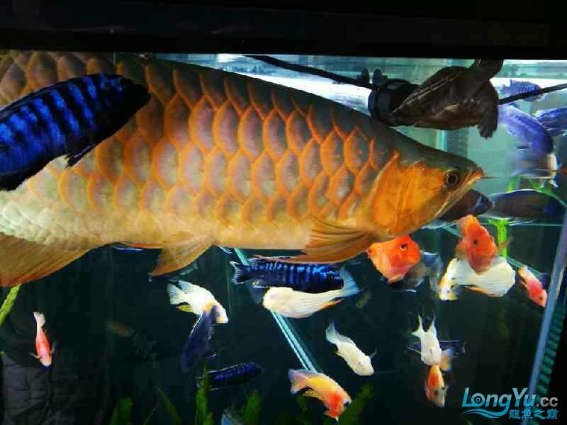 出售自養李亞四一號紅龍