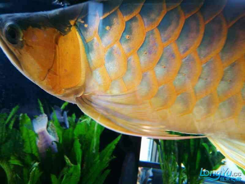 出售自養李亞四一號紅龍