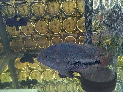 觀賞海魚種類