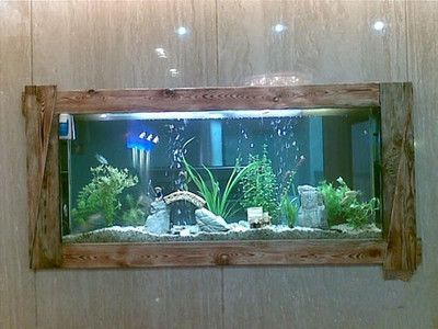 60厘米魚缸能多少魚：60厘米的魚缸適合養多少魚