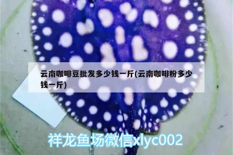 云南咖啡豆批發多少錢一斤(云南咖啡粉多少錢一斤)