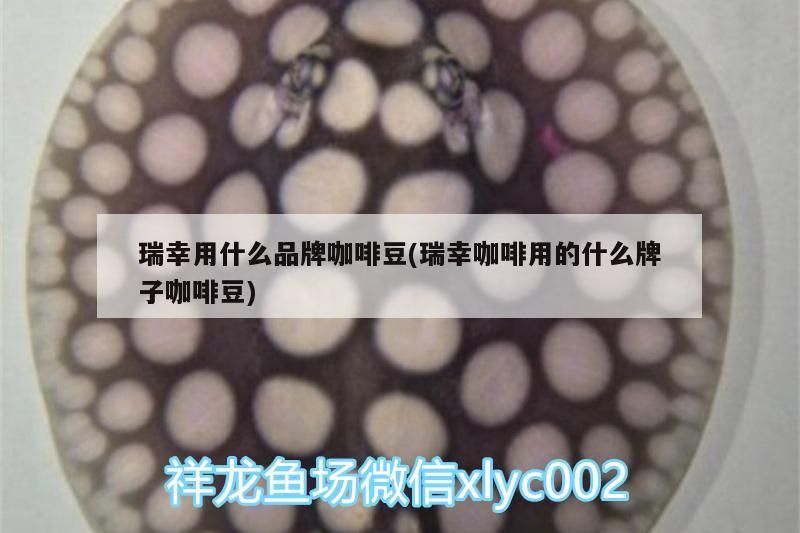 瑞幸用什么品牌咖啡豆(瑞幸咖啡用的什么牌子咖啡豆)