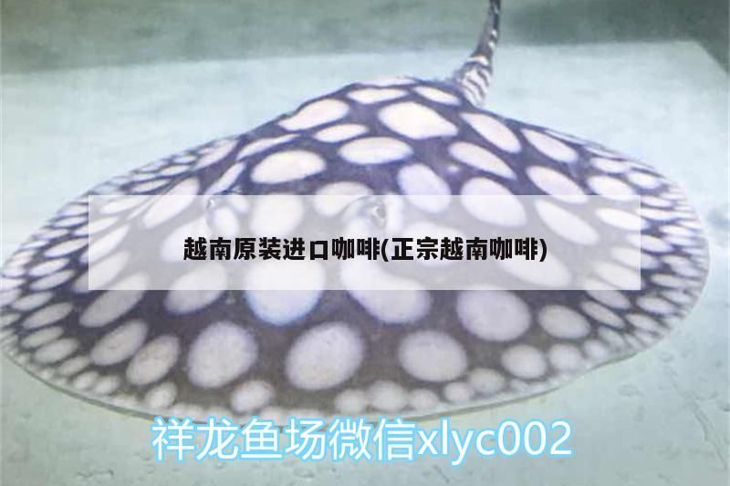 越南原裝進(jìn)口咖啡(正宗越南咖啡)