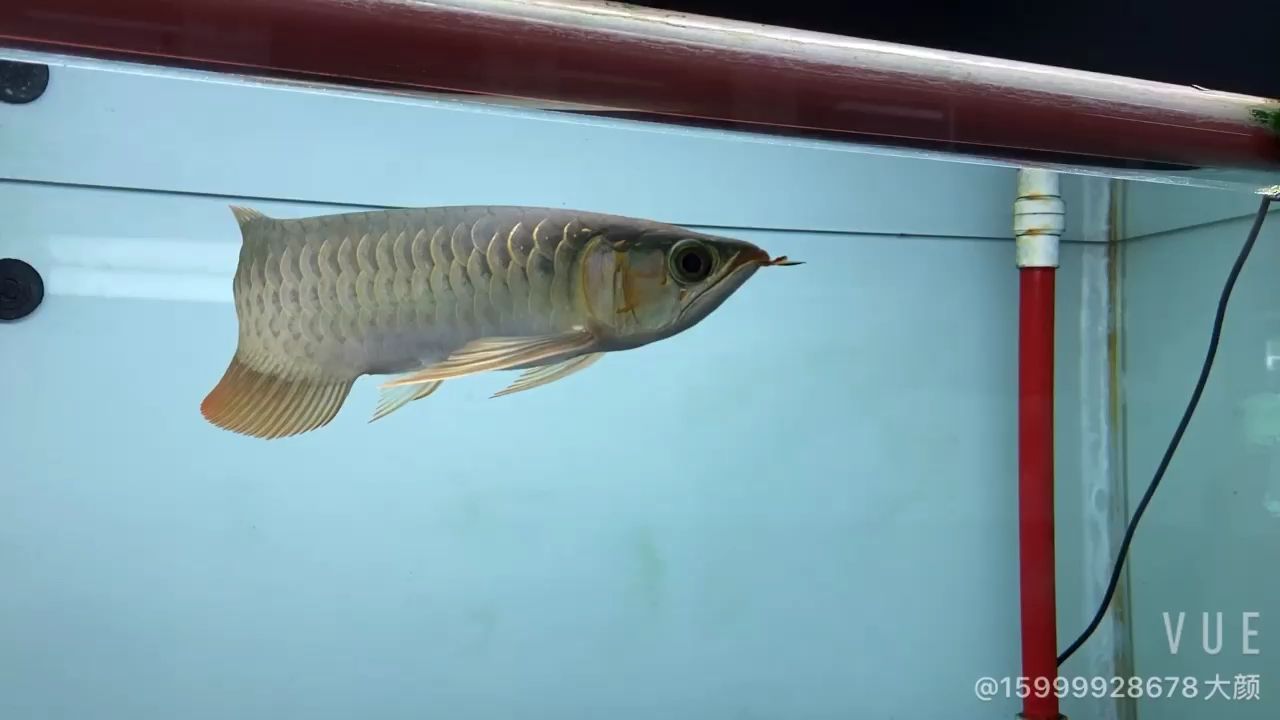 韶關水族館孟吉爾～孟吉爾紅外線F1平頭