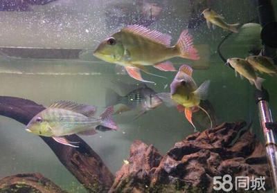 觀賞魚價格排行（觀賞魚的起源與價格）