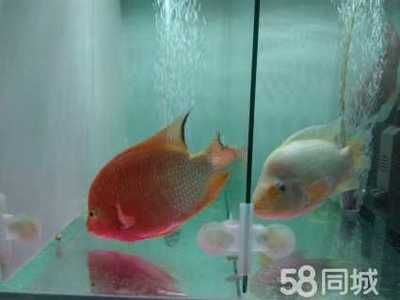 觀賞魚價格排行（觀賞魚的起源與價格）