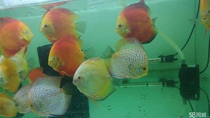 觀賞魚價格排行（觀賞魚的起源與價格） 觀賞魚價格排行（觀賞魚的起源與價格） 錦鯉魚百科 第4張