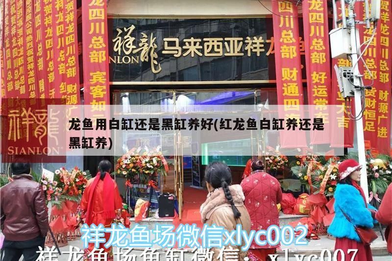 龍魚用白缸還是黑缸養好(紅龍魚白缸養還是黑缸養) 龍魚用白缸還是黑缸養好(紅龍魚白缸養還是黑缸養) 金龍魚百科
