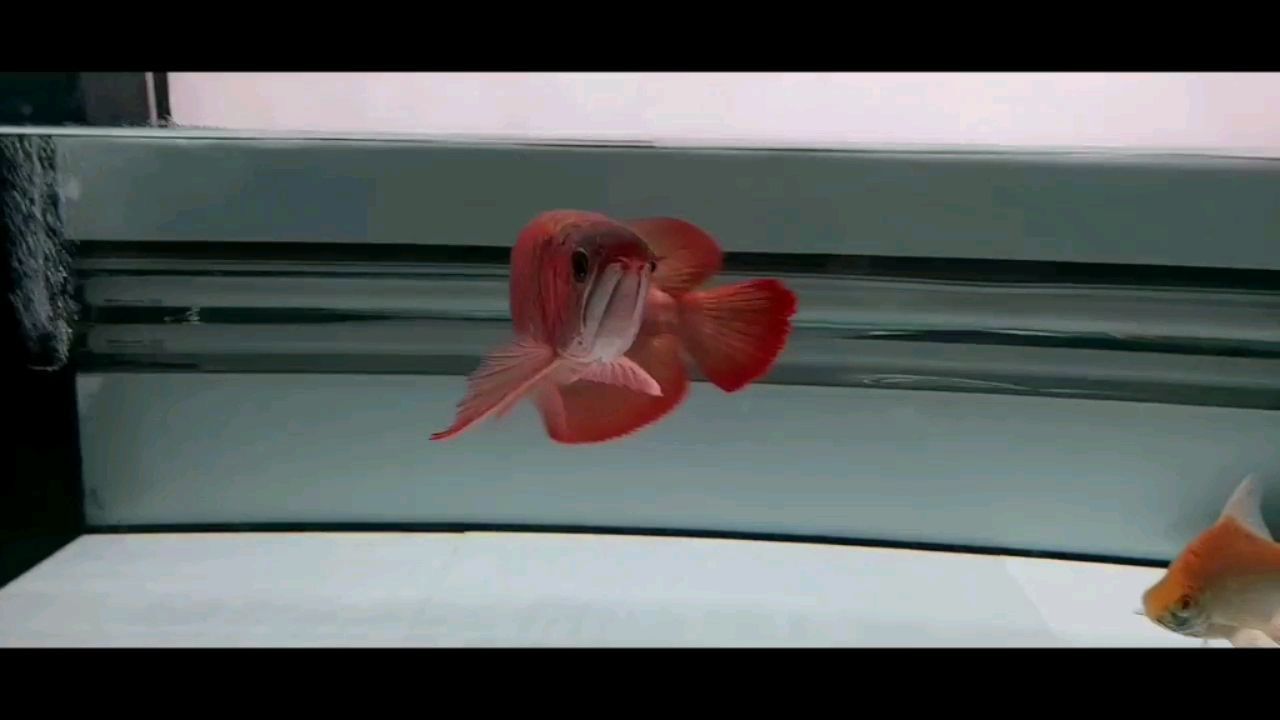 測試一下馬印神增艷燈的威力 測試一下馬印神增艷燈的威力 馬印水族 第3張