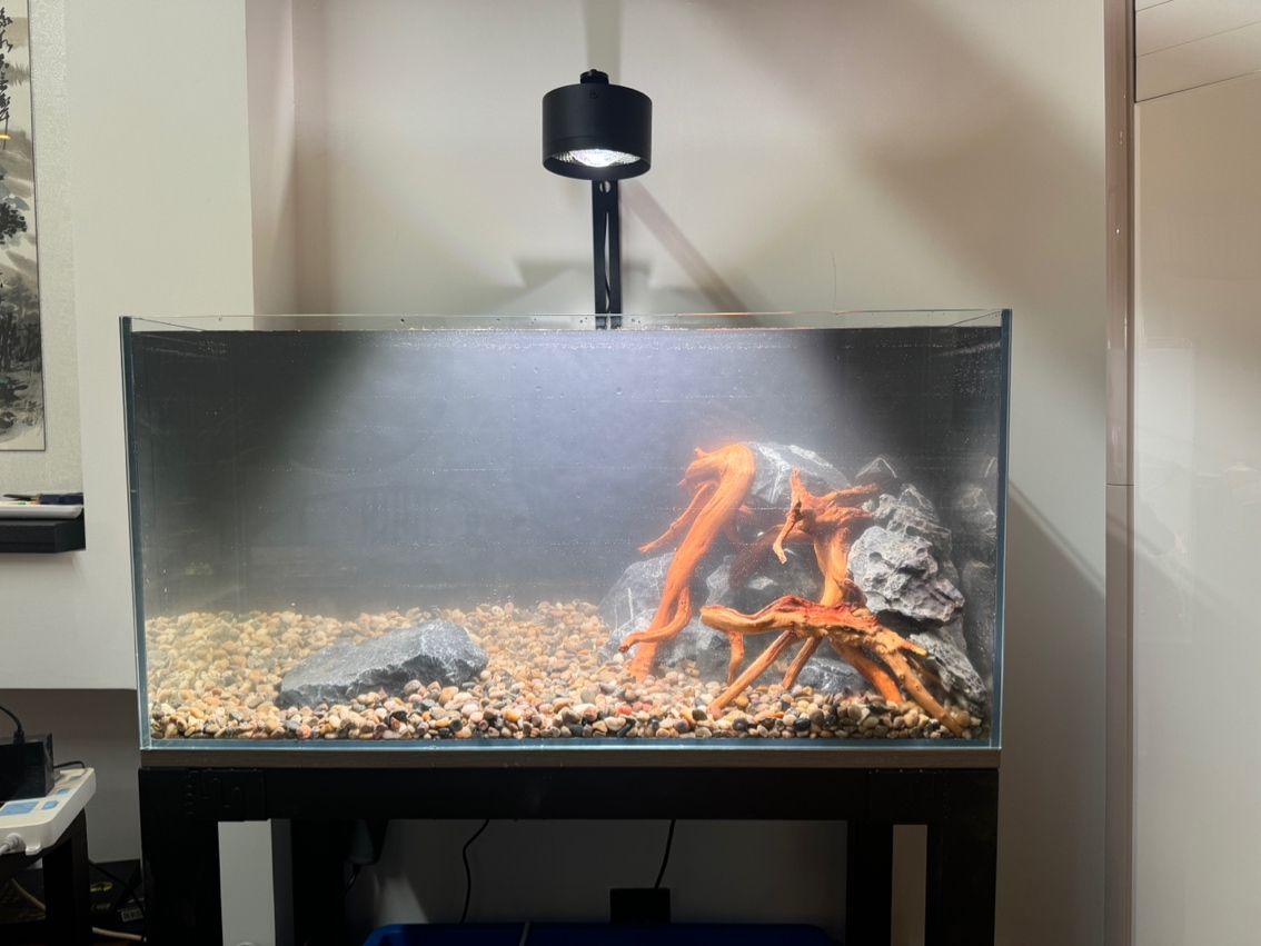 新手入門養什么雷龍魚合適？
