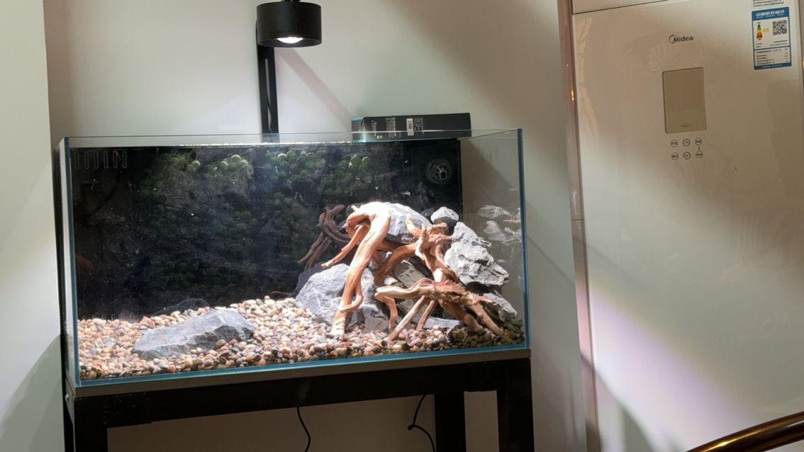 新手入門養什么雷龍魚合適？