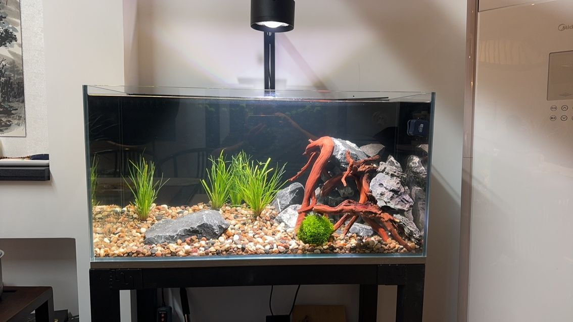 新手入門養什么雷龍魚合適？