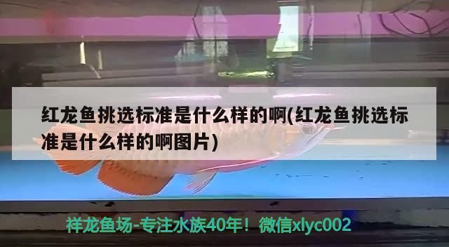 客廳魚缸養什么魚好風水圖片（客廳魚缸養什么魚是吉祥風水招財?）