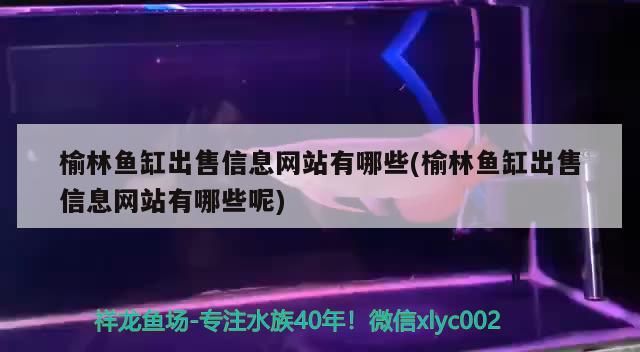 榆林魚缸出售信息網站有哪些(榆林魚缸出售信息網站有哪些呢)
