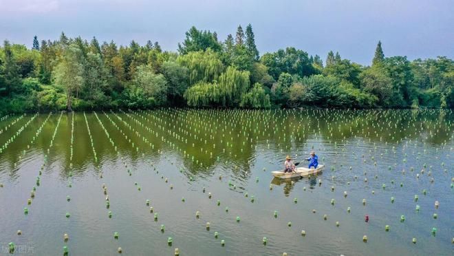 魚塘水霉病怎么治最快（魚塘水霉病快速治療水質管理、藥物干預及預防措施）