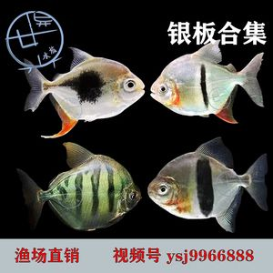 虎紋銀板魚飼料選擇指南，-虎紋銀板魚飼料選擇指南，虎紋銀板魚飼料選擇指南