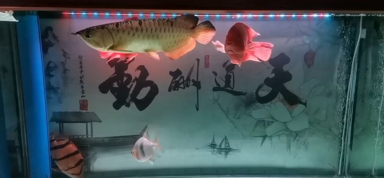 我這缸魚(yú)什么檔次
