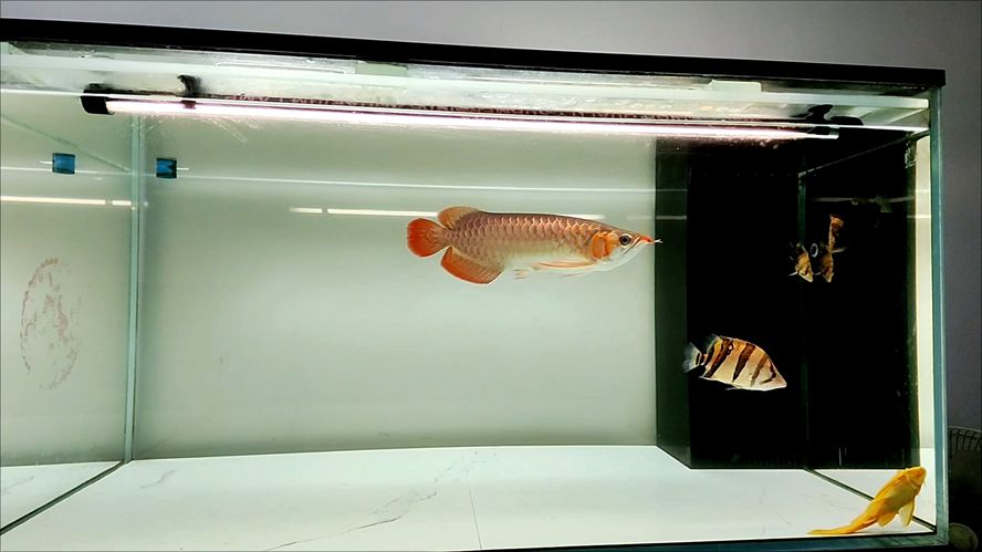 天冷了看看魚