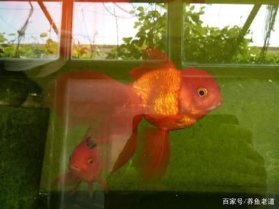觀賞魚紅色變黑怎么回事啊（觀賞魚紅色變黑可能是由于缺氧、水質問題、水質變化）