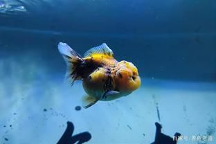 觀賞魚紅色變黑怎么回事啊（觀賞魚紅色變黑可能是由于缺氧、水質(zhì)問題、水質(zhì)變化）