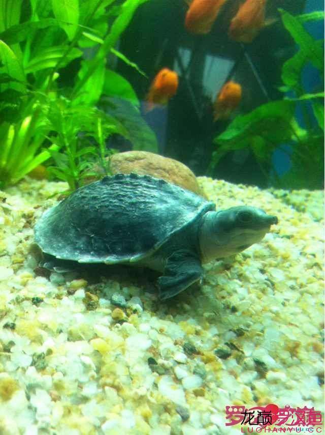 這是什么魚？