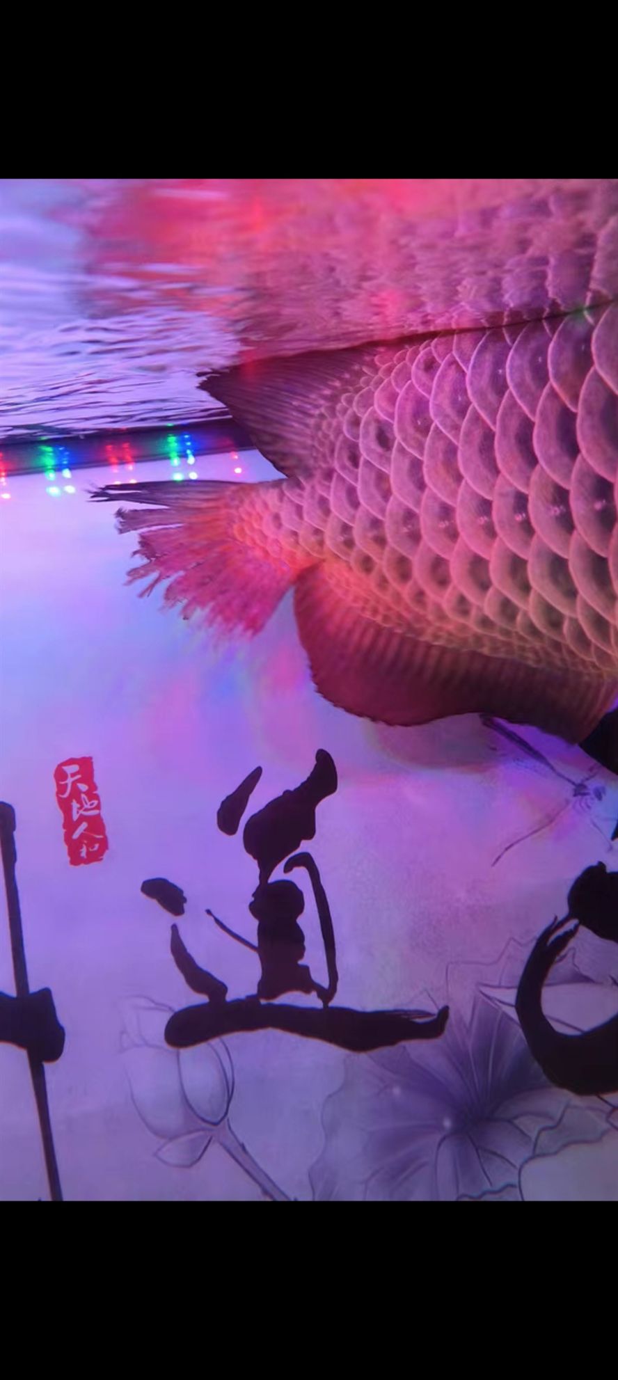 各位老板幫我看看 各位老板幫我看看 龍魚論壇