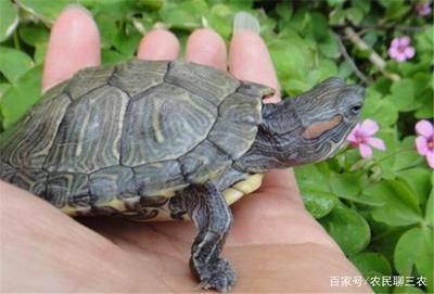 冬天烏龜要放在水里嗎（烏龜冬季護理的方法）