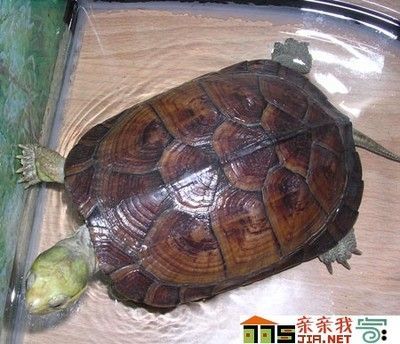 冬天烏龜要放在水里嗎（烏龜冬季護理的方法）