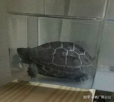 冬天烏龜要放在水里嗎（烏龜冬季護理的方法）