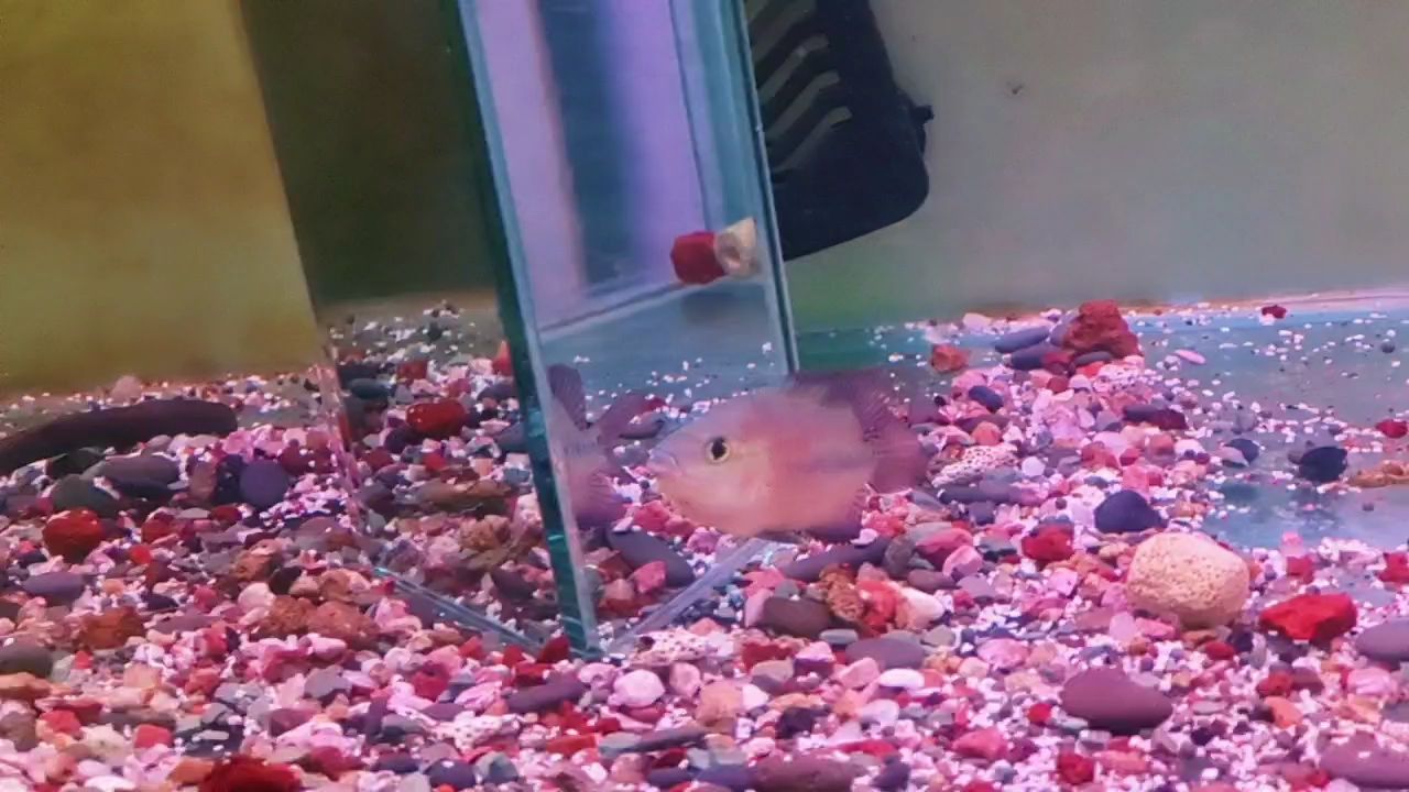 養(yǎng)魚吧