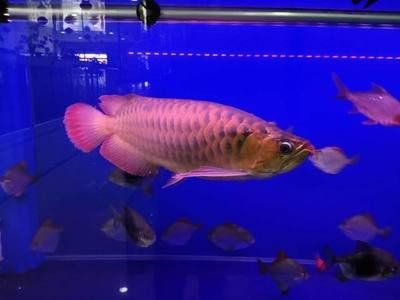 觀賞魚公司服務項目怎么樣（觀賞魚公司提供的服務項目）