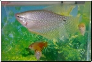 觀賞魚公司服務項目怎么樣（觀賞魚公司提供的服務項目）