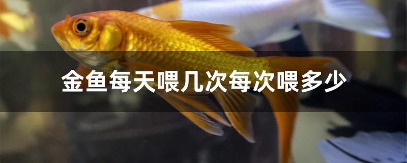 麗水魚缸店在哪里賣魚好賣，麗水養魚場