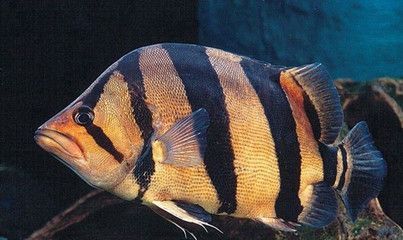 蘇虎魚的特征圖片介紹視頻：蘇虎魚特征圖片介紹視頻