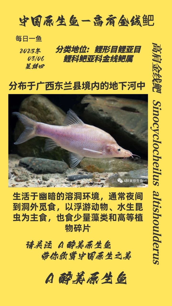 高肩金線鲃