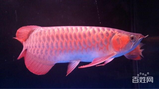 孟吉爾赤液紅龍：孟吉爾赤液紅龍是一種高品質(zhì)、高品質(zhì)、高價(jià)值的紅龍魚