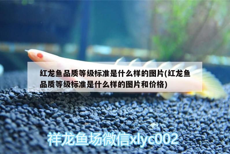 伊罕是雜牌嗎（伊罕好在哪）