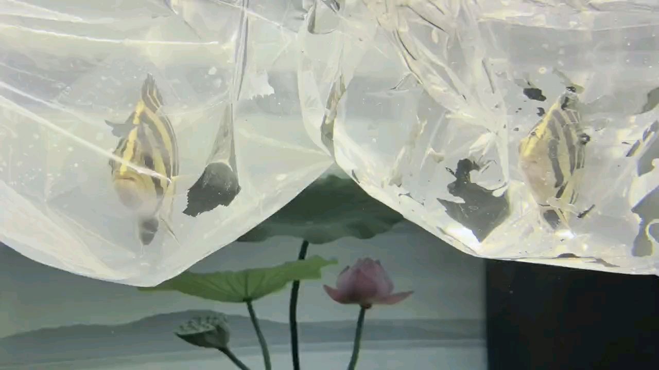 給兩只小虎留念