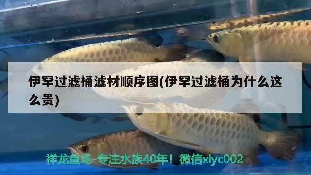 魚缸 伊罕過濾桶濾材順序圖(伊罕過濾桶為什么這么貴) 伊罕水族 伊罕過濾桶濾材順序圖(伊罕過濾桶為什么這么貴) 伊罕過濾桶濾材順序圖(伊罕過濾桶為什么這么貴) 伊罕水族