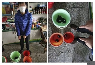 2020年買豬鼻龜犯法嗎：豬鼻龜是國家等級保護對象