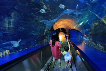 水族館店面：上海海洋水族館的互動項目介紹壽光珊瑚水族館的營業時間查詢