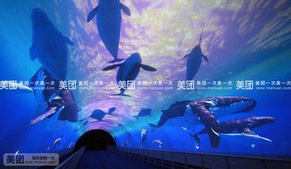 水族館店面：上海海洋水族館的互動項目介紹壽光珊瑚水族館的營業時間查詢