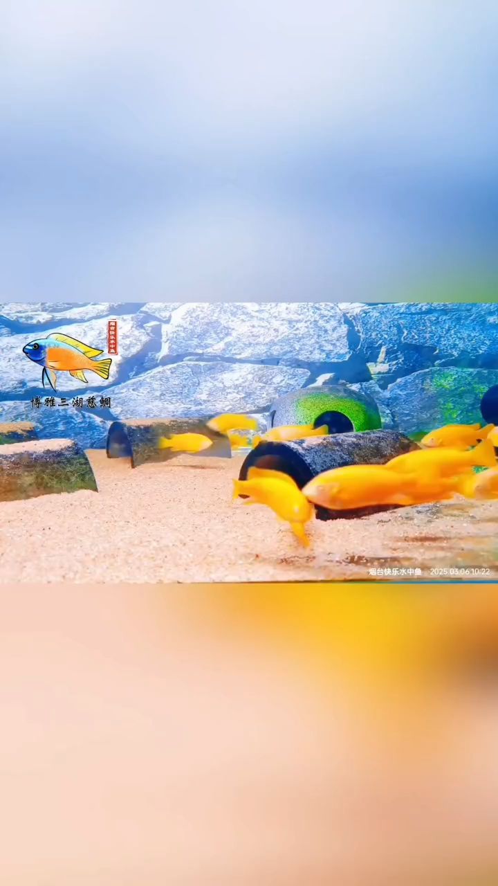 卡丑白子亞成小公魚