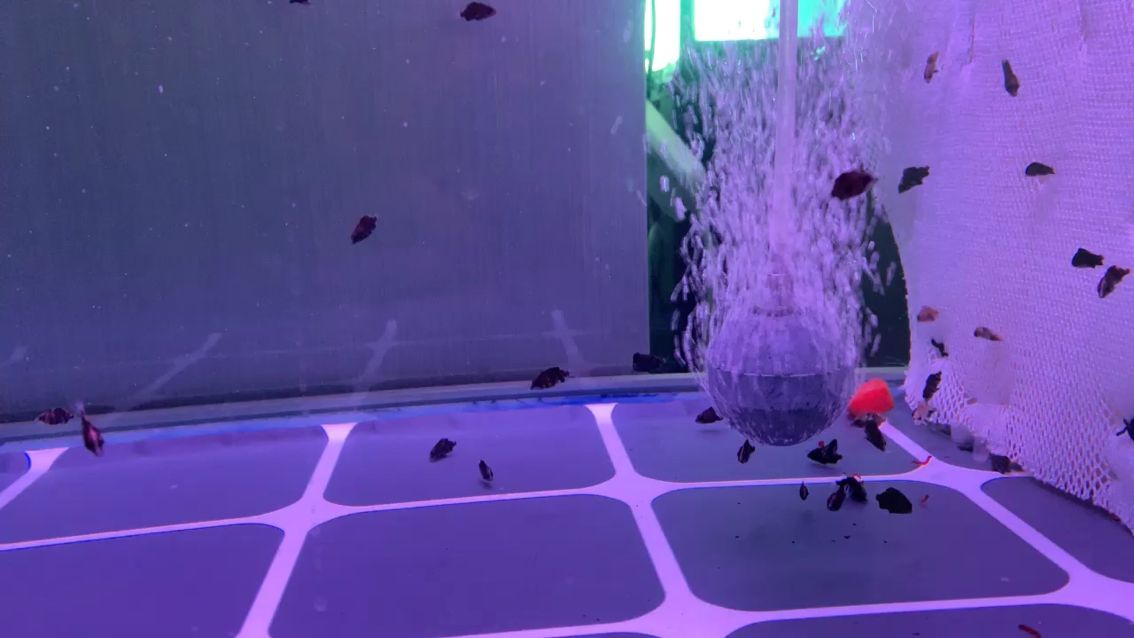 魚缸的過濾器可以產生氧氣嗎視頻 魚缸的過濾器可以產生氧氣嗎視頻教學