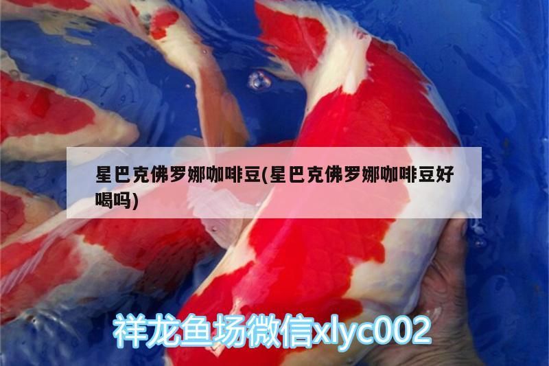 星巴克佛羅娜咖啡豆(星巴克佛羅娜咖啡豆好喝嗎)