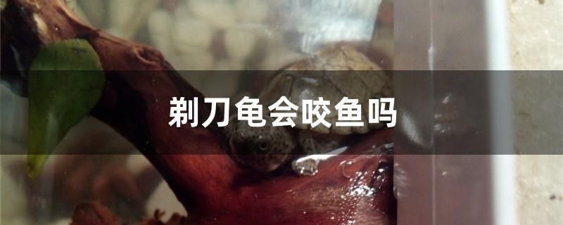 魚缸用增氧泵價格是多少:魚缸增氧機-xtrac增氧機-xtrac增氧機 剃刀龜會咬魚嗎 九鼎魚缸 剃刀龜會咬魚嗎 剃刀龜會咬魚嗎 九鼎魚缸